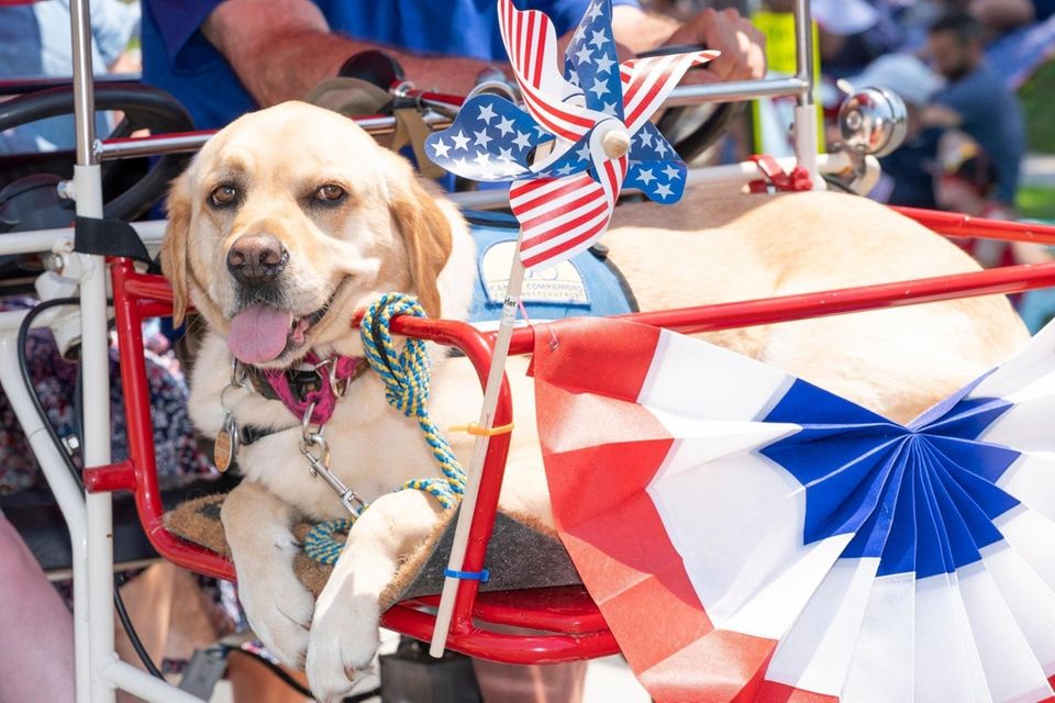 A canine companion service dog gets a ride
