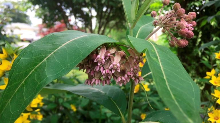 Common milkweed is a tender perennial that self
