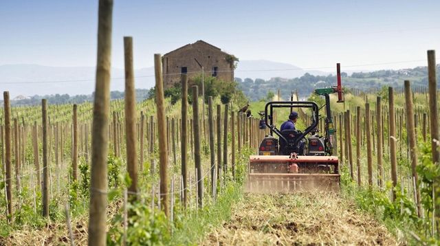 A tractor plows soil in a vineyard in... A tractor plows soil in a vineyard in