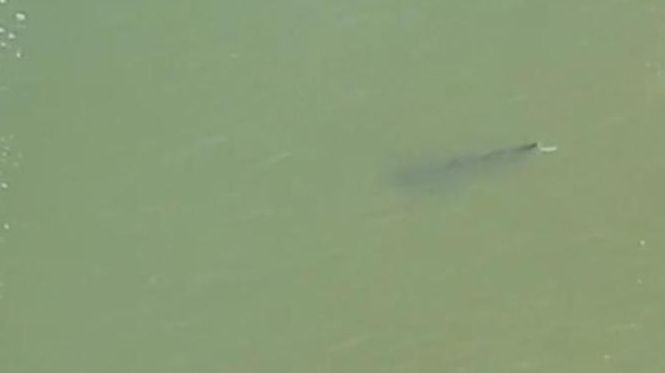 A 10- to 12-foot shark was spotted in