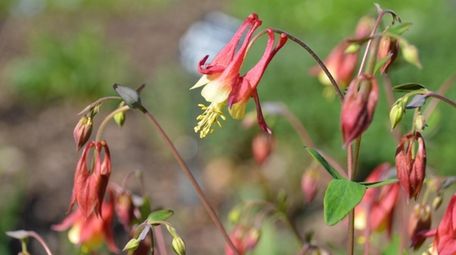 Columbine (Aquilegia) has trumpet-shaped flowers preferred by hummingbirds.
