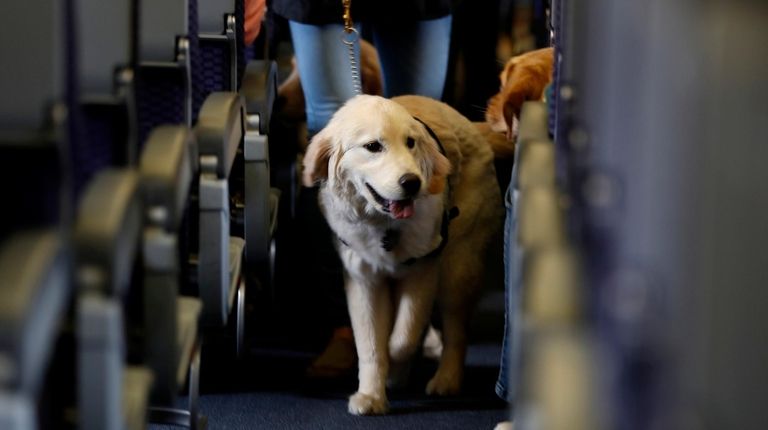 A service dog strolls through the isle inside