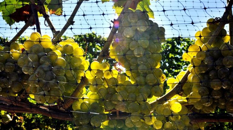 Sauvignon blanc grapes about two-three weeks before harvesting.