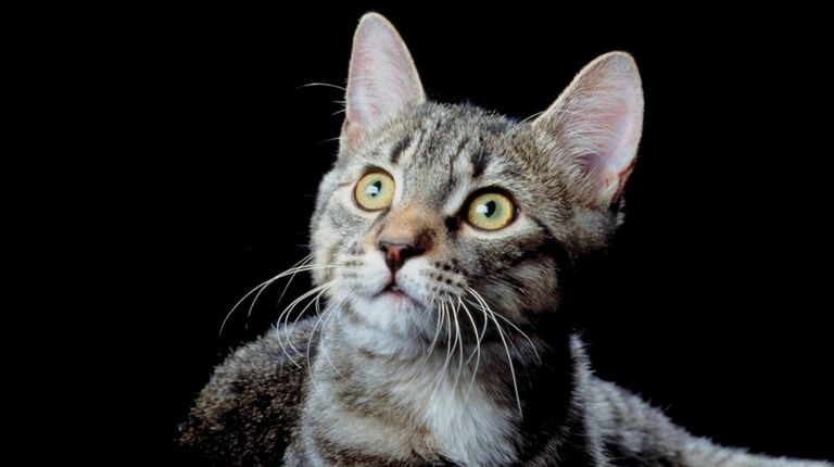 Give a skittish cat plenty of places to