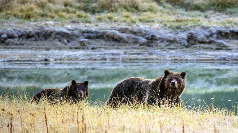A grizzly bear mother and her cub walk