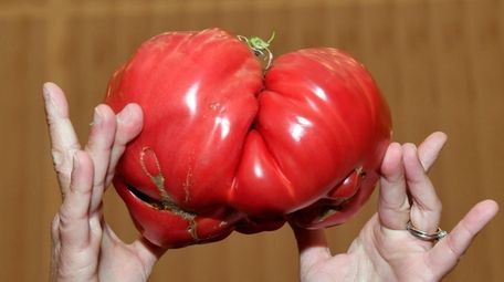 This 3-pound, 11.5-ounce tomato was grown by Dr.