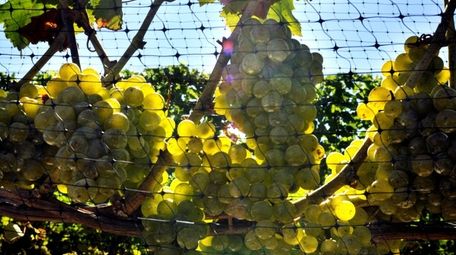 Sauvignon blanc grapes growing on the grounds of