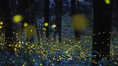 "Creatures of Light" exhibition at American Museum of