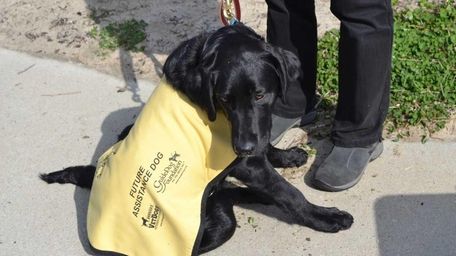 A Labrador in training from the Guide Dog