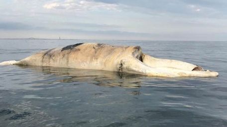 This right whale carcass was found off Long