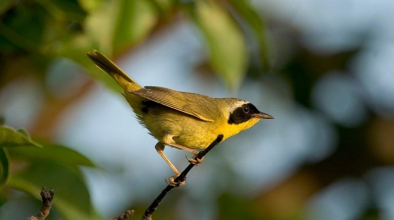 Warblers, like the common yellowthroat warbler, are among