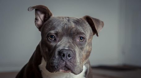Your vet can help determine why your dog