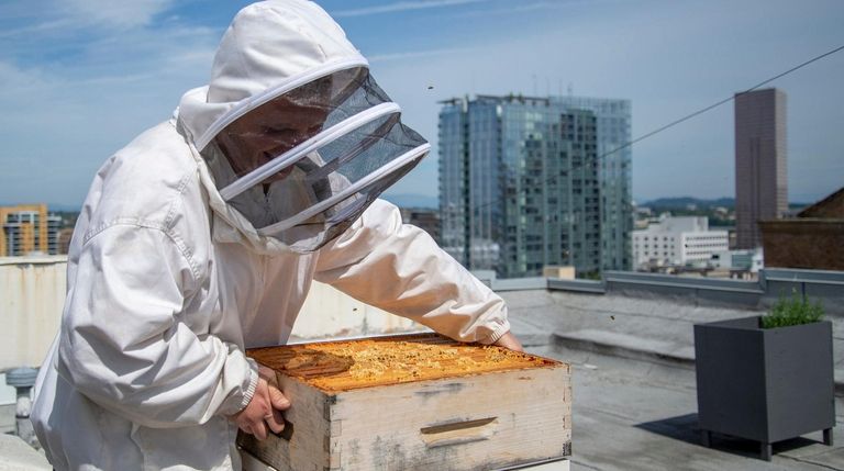 Honey is produced from the hives on top