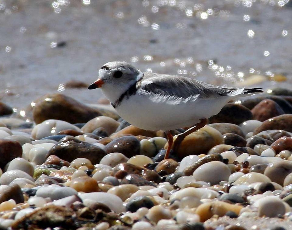 A bird rests on the pebble shore line