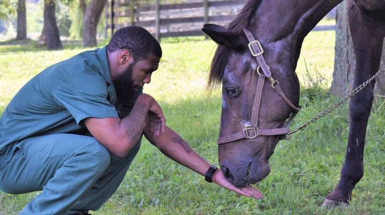 The horse Quick Call at the Wallkill Correctional