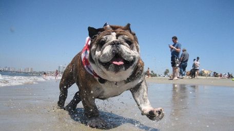 Bulldog Rosie splashes along the Long Beach, Calif.,