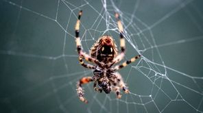 A spider at work on this inclement Tuesday