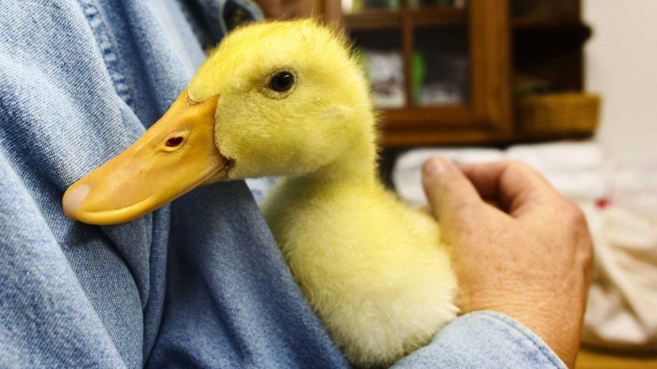 pet duck