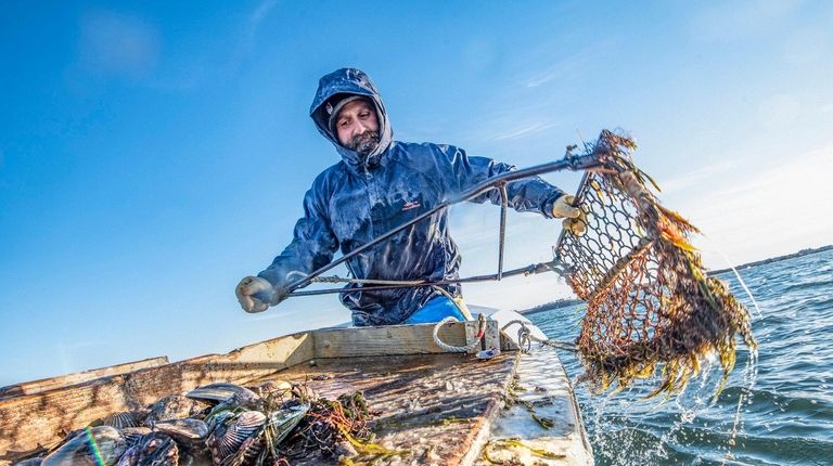 Anthony Rispoli hauls in scallops on Peconic Bay