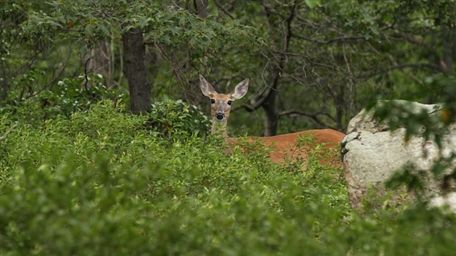 A wild white-tailed deer near a hiking trail
