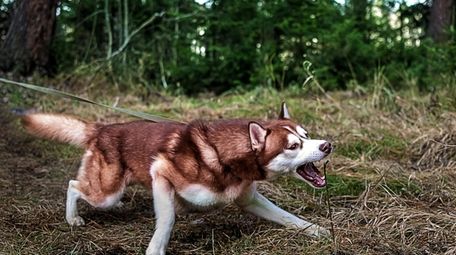 Leash reactivity can be a fear-based reaction to