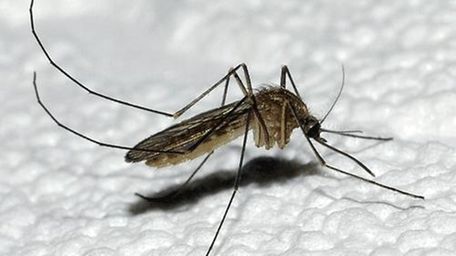 A mosquito, a carrier for the potentially lethal