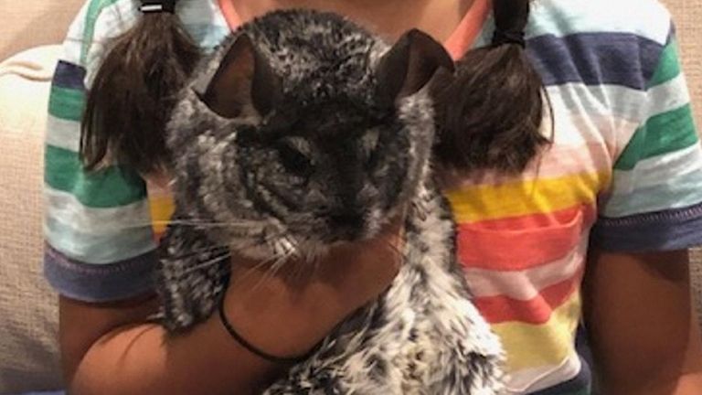 Kidsday reporter Mattea Rajah-Mandery's pet chinchilla, Bones.