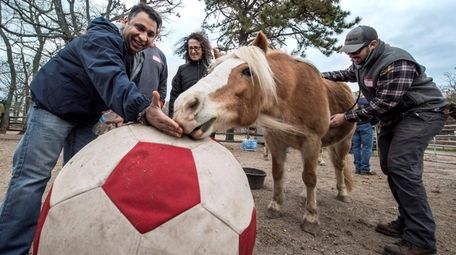 A therapy horse at Pal-O-Mine Equestrian in Islandia