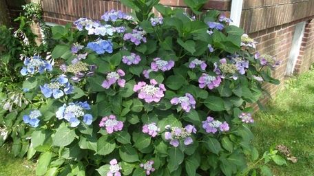 Garden Detective: Lacecap hydrangeas like some shade | Newsday