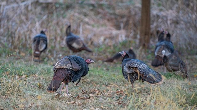 What to know about wild turkeys on Long Island | Newsday