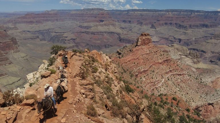 A mule train ascends the South Keibab