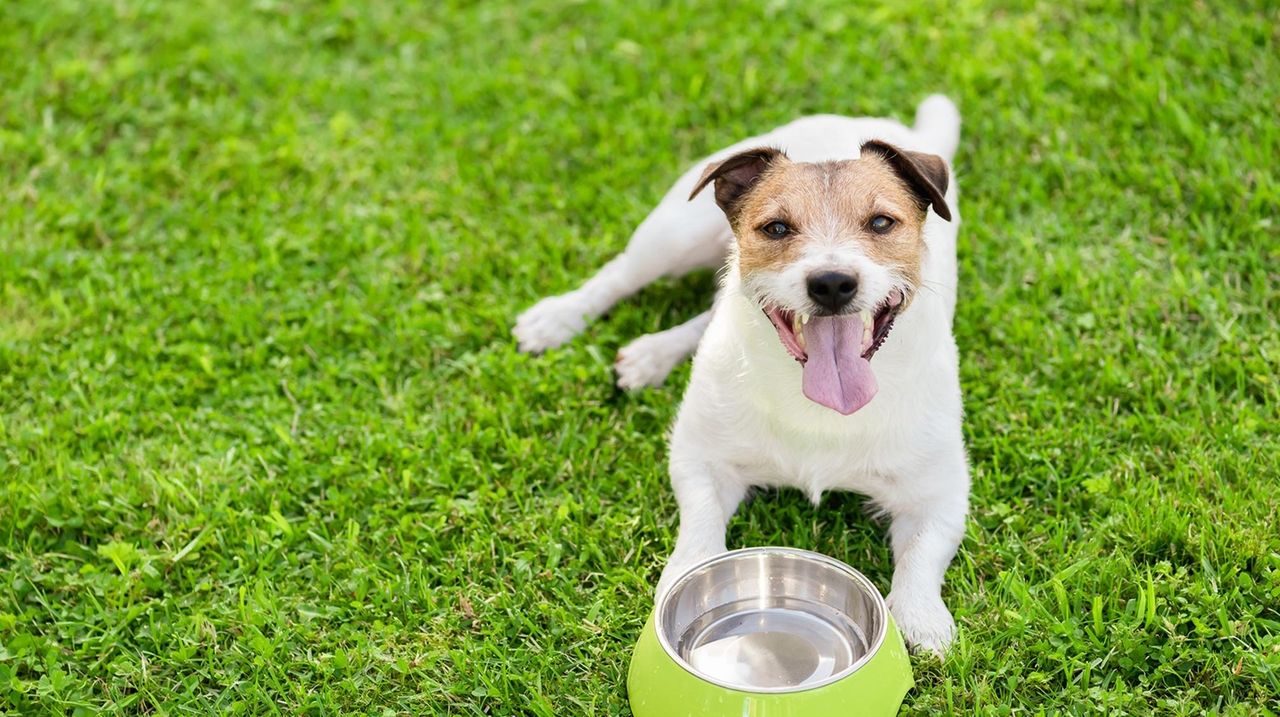 slow down dog drinking