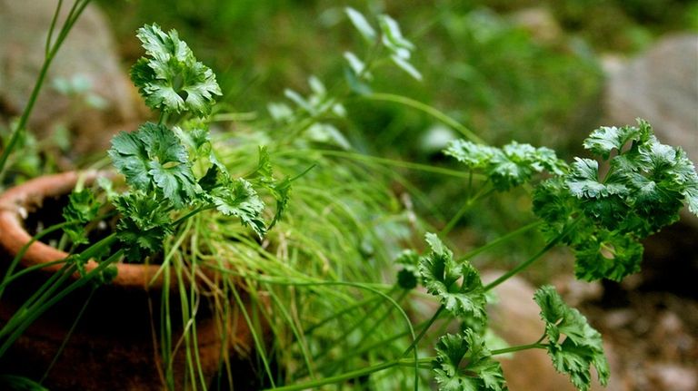 Any herbs that aren't annuals -- including parsley