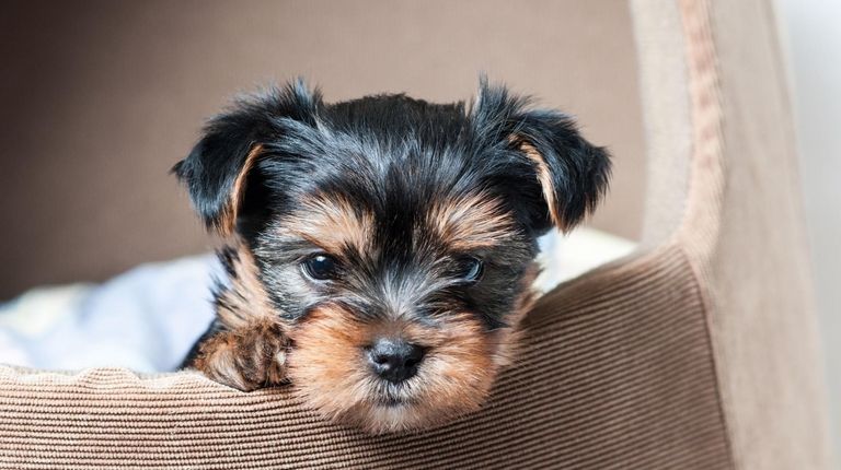 It takes time for dogs to learn house