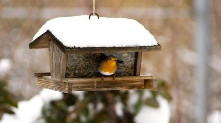 Check bird feeders often; clean and restock seed
