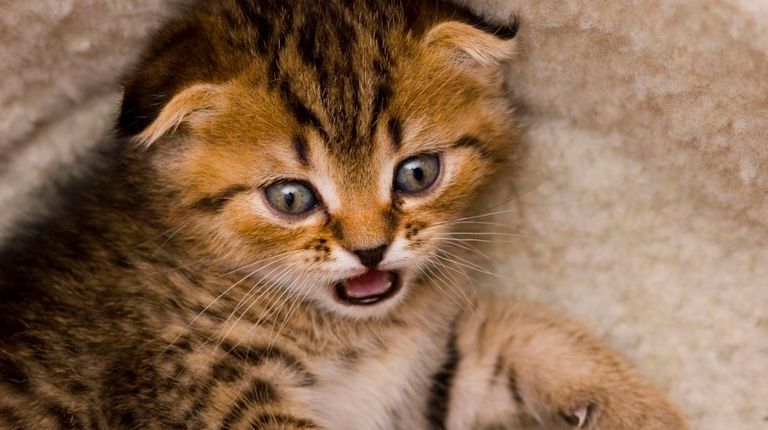 Kittens are babies and require help adjusting to