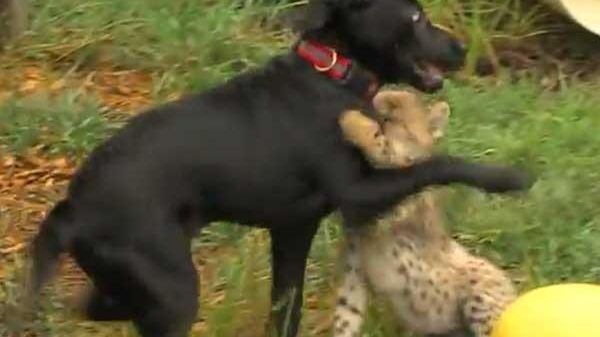 Puppy and Cub