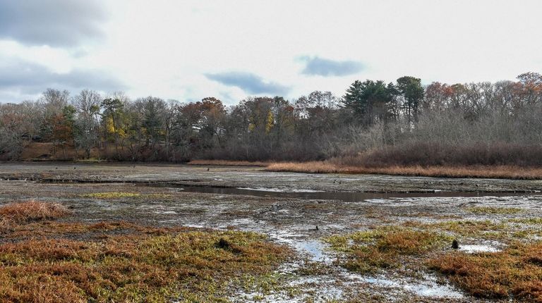 Lily Lake in Yaphank is overrun with invasive