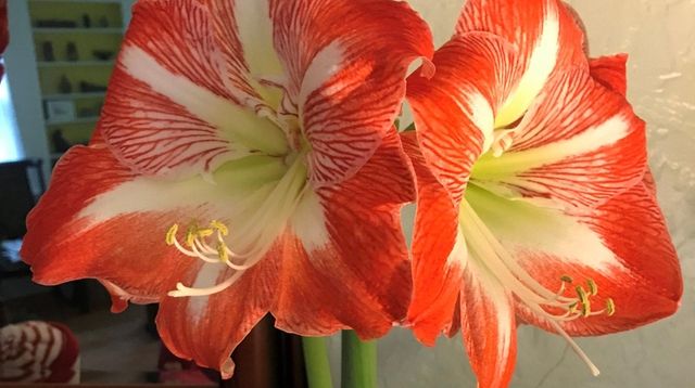 The common species of holiday amaryllis is a