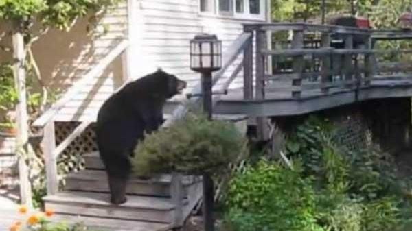 bear