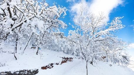 Trees covered with snow in winter mountains.