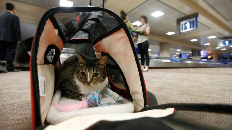 Oscar the cat sits in his carry on