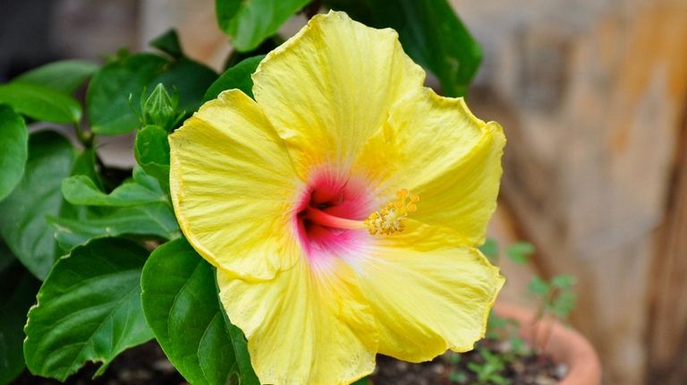 Although hibiscus is a tropical plant, it can