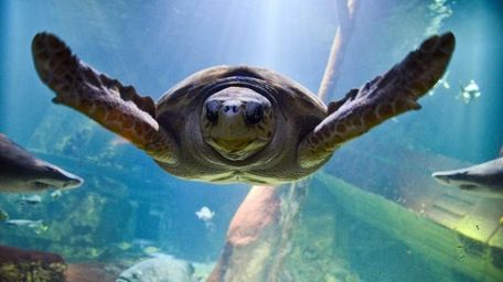 Jaws, a 28-year-old loggerhead sea turtle, swims at
