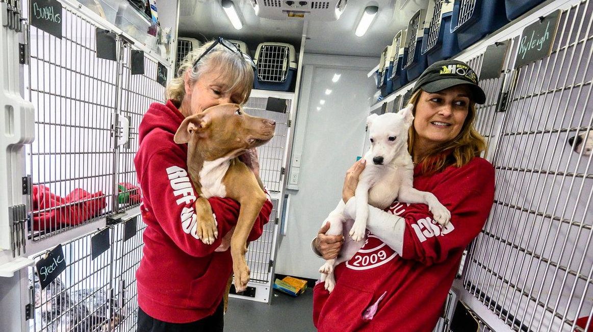 Staying Home You Can Foster A Long Island Puppy In Need Newsday