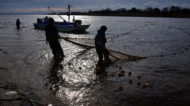 Menhaden fishermen haul in their seine net on