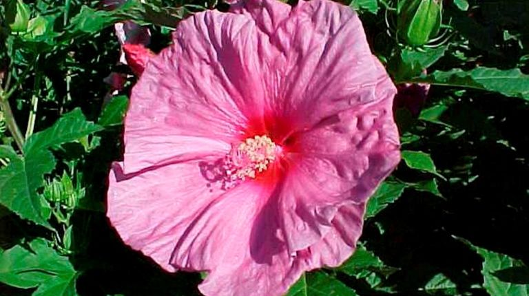 Hibiscus moscheutos 'Disco Belle Pink' is one of