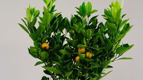 Now you can grow a citrus tree right