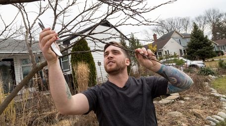 Anthony Marinello, prunes an eastern redbud in his