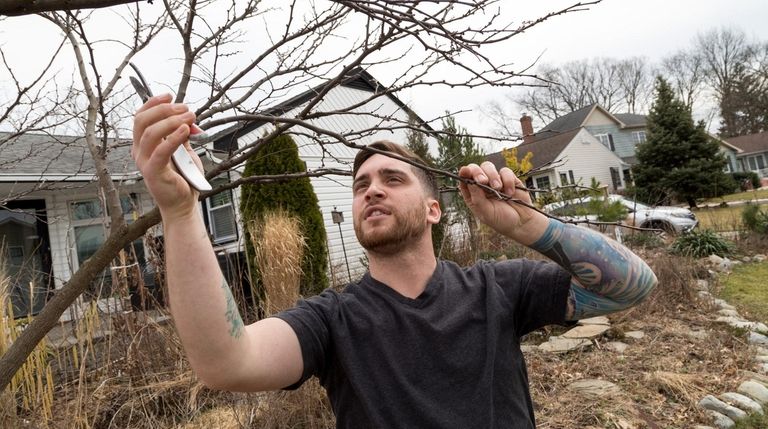 Anthony Marinello, prunes an eastern redbud in his